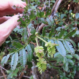 23 Weinmannia mauritiana - Petit bois de tan - CUNONIACEE Endémique M