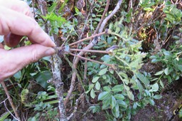 24 Weinmannia mauritiana - Petit bois de tan - CUNONIACEE Endémique M