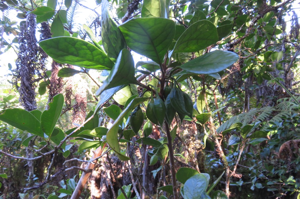 25 Sous la feuille, (gros) fruits de Turreae cadetii - Bois de Quivi à grandes feuilles  - Meliaceae