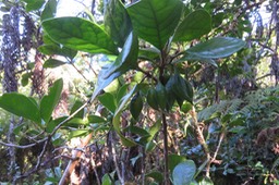 27 (Gros) fruits de Turreae cadetii - Bois de Quivi à grandes feuilles  - Meliaceae