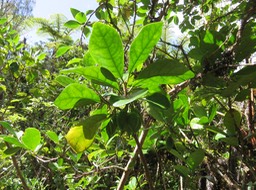 6 Sous la feuille, (gros) fruits de Turreae cadetii - Bois de Quivi à grandes feuilles  - Meliaceae