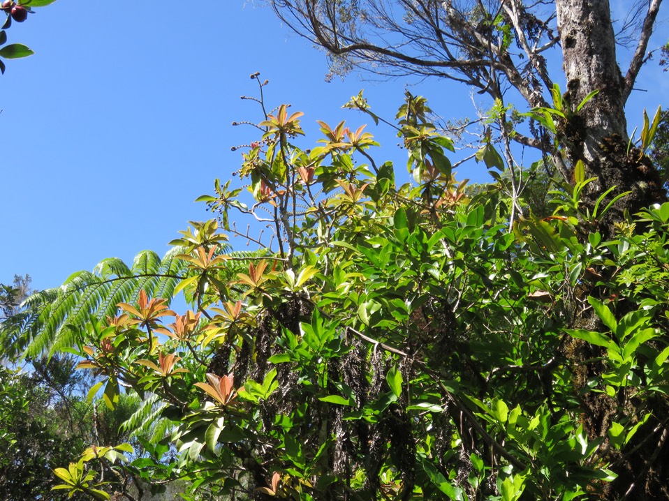 7 Feuilles rose orangé d'un grand Badula grammisticta - Bois de savon -  Myrsinaceae - Endémique de la Réunion