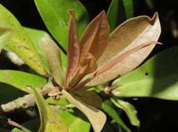 8 Détail de jeune feuille de Badula grammisticta - Bois de savon -  Myrsinaceae - Endémique de la Réunion