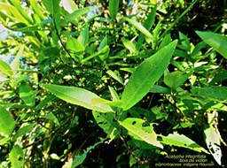 Acalypha integrifolia . bois de violon P1580022