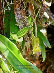 Angraecum obversifolium . orchidaceae   P1580092