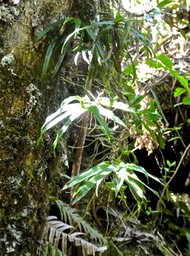 Angraecum obversifolium .orchidaceae endémique RéunionP1580120
