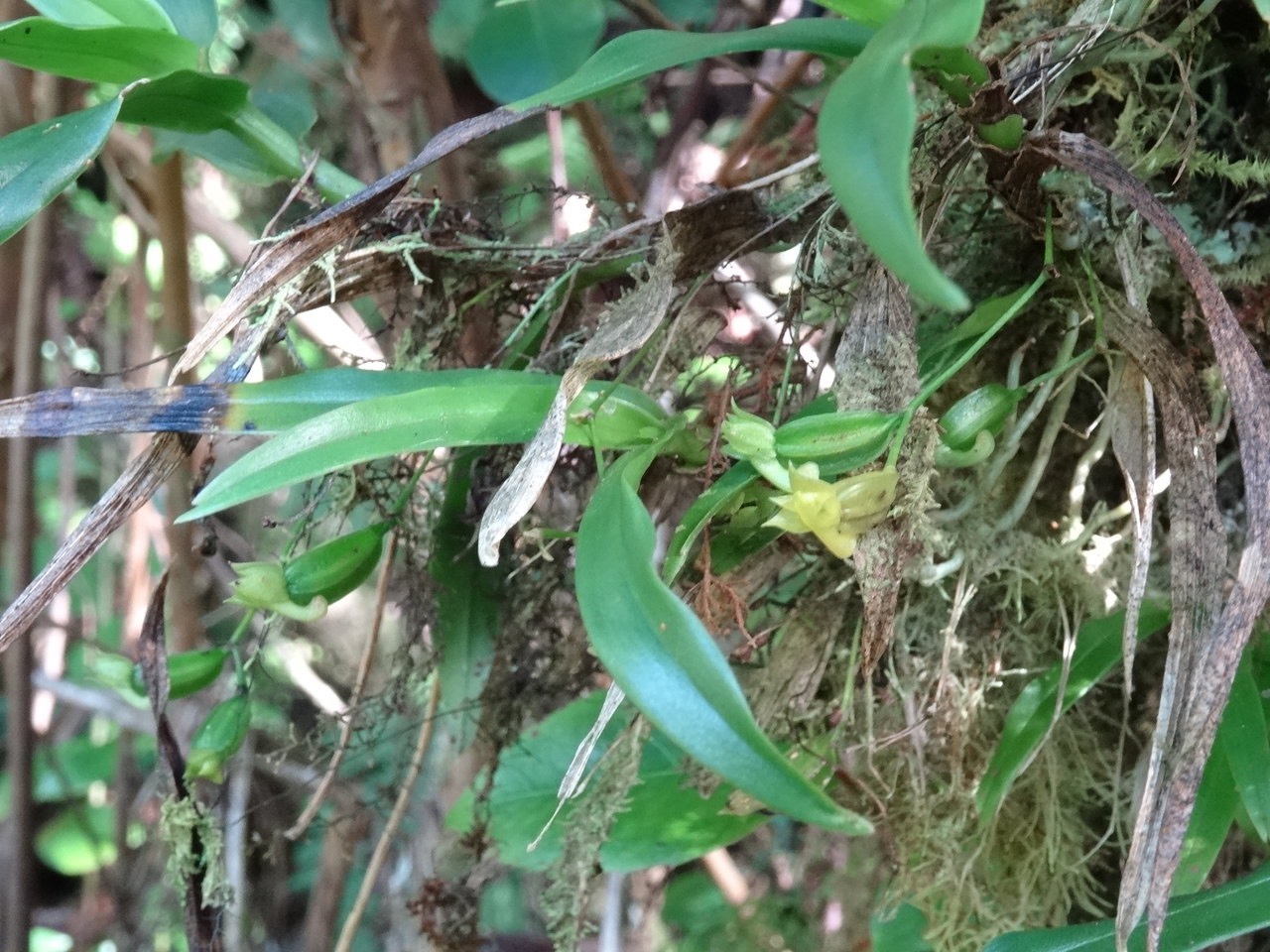 Angrecum obversifolium - EPIDENDROIDEAE - Indigène Réunion