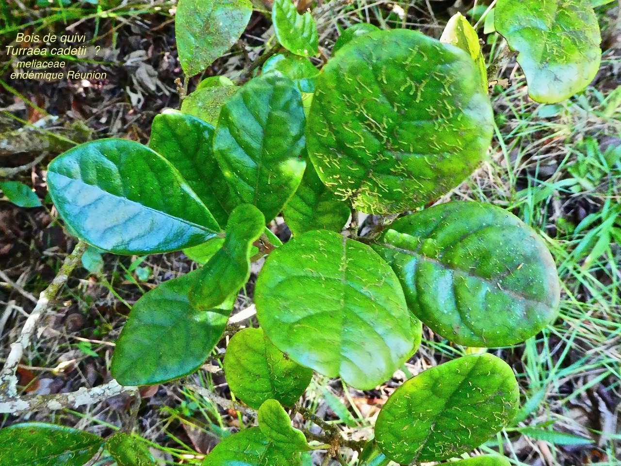 Bois de quivi . Turraea cadetii . meliaceae P1580333