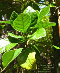 Bois de quivi .Turraea cadetii . meliaceae P1580214
