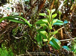 Bulbophyllum cylindrocarpum . orchidaceae . endémique Réunion .P1580081