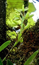 Bulbophyllum cylindrocarpum . orchidaceae P1580036