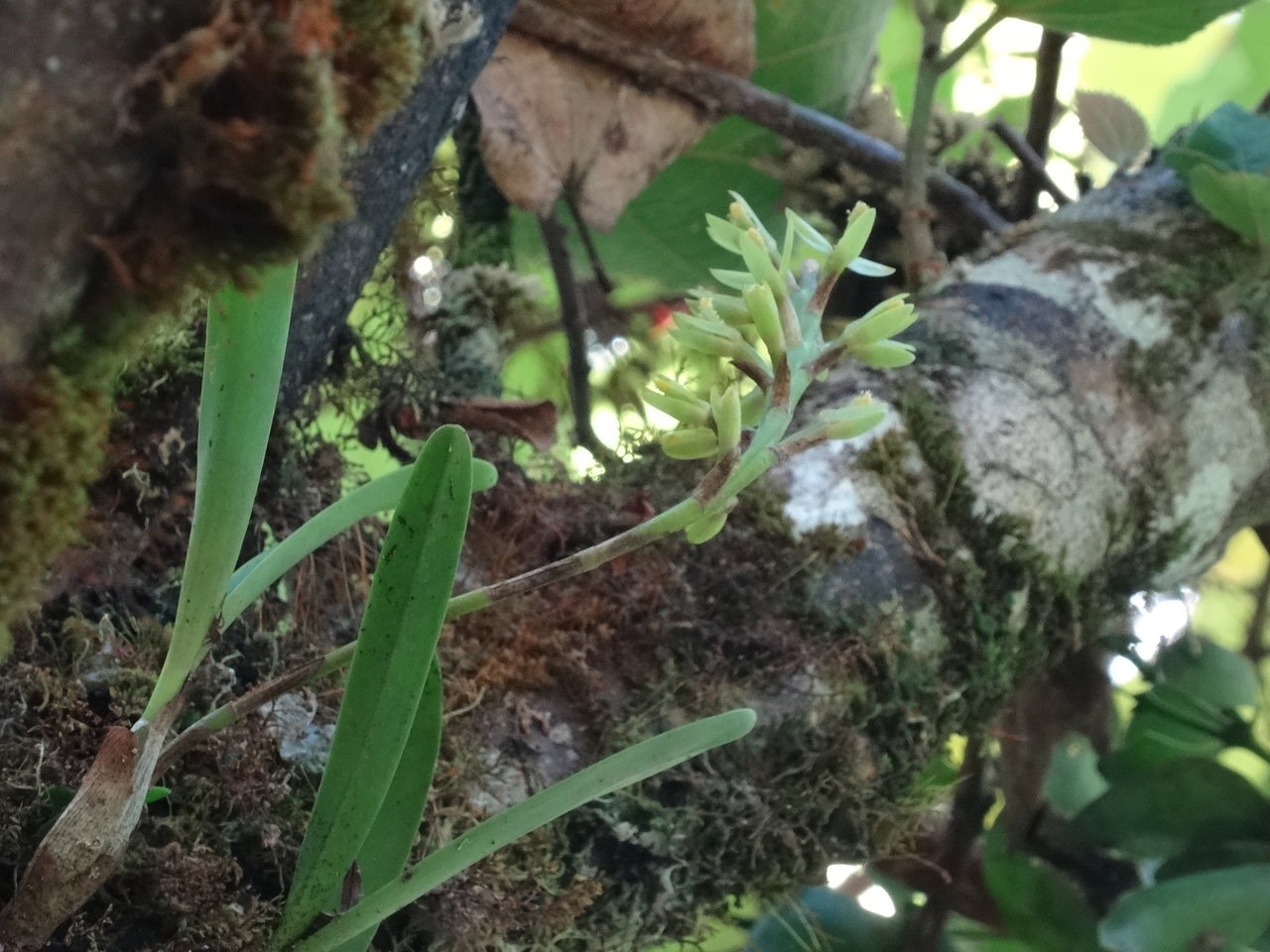 Bulbophyllum cylindrocarpum - EPIDENDROIDEAE - Endémique Réunion