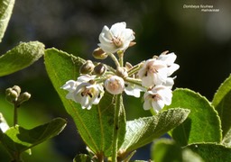 Dombeya ficulnea . malvaceae P1580008