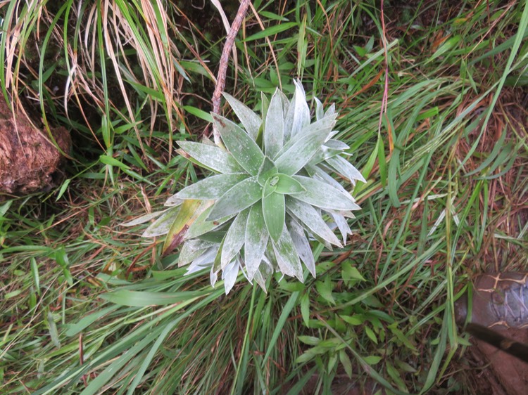 10 Helichrysum heliotropifolium - Velours blanc -ASTERACEE - Endémique