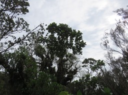 11 Dombeya ficulnea [syn. punctata] -  Mahot à petites feuilles ; Petit mahot  - Malvaceae - endémique de la Réunion