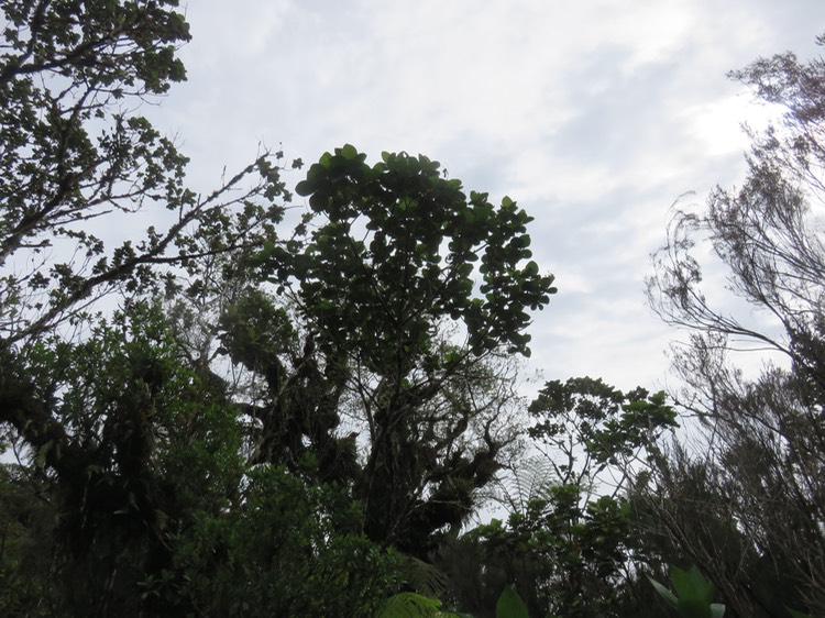 11 Dombeya ficulnea [syn. punctata] -  Mahot à petites feuilles ; Petit mahot  - Malvaceae - endémique de la Réunion