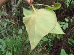 12 Dombeya reclinata Cordem. - Mahot rouge - Malvaceae - Endémique de la Réunion