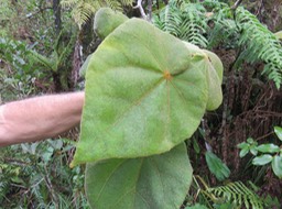 13 Dombeya reclinata Cordem. - Mahot rouge - Malvaceae - Endémique de la Réunion