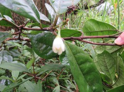 15 Turraea cadetii - Bois de Quivi - Méliacée - B.  Fleur