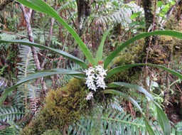 19 Angreacum brachteosum - Orchidaceae