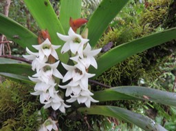 20 Angreacum bracteosum - Orchidaceae