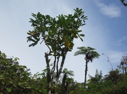 22 Polyscias repanda - Bois de papaye - Araliacée -B