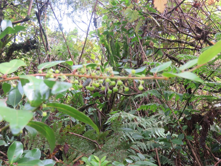24 Boulons de Phyllanthus phillyreifolius Poir. - Bois de négresse - Phyllanthaceae - Endémique Réunion et Maurice
