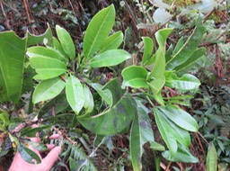 26 Melicope obtusifolia  - Catafaille patte poule ou Grand Catafaille - Rutacée - Endémique Réunion Maurice