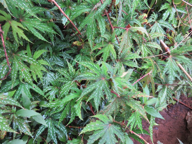 27 Begonia diadème exotique envahissant