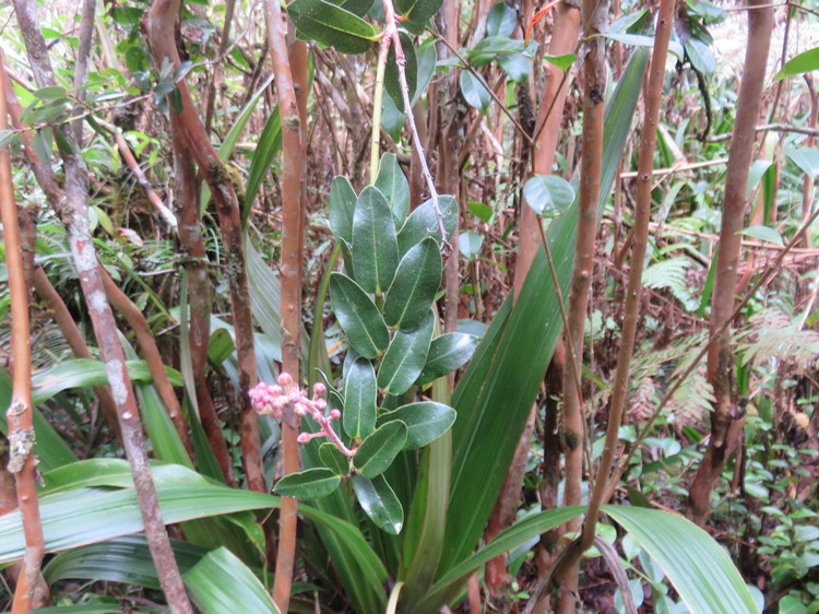 32 Agarista buxifolia - Petit Bois de rempart - Ericacée
