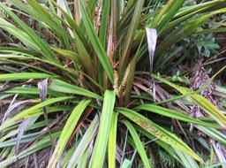 4 Astelia hemichrysa (Lam.) Kunth - Nom à La Réunion : Ananas marron - Endémique La Réunion et Maurice