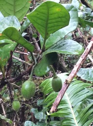 42 Turreae cadetii - Bois de Quivi à grandes feuilles  - Meliaceae