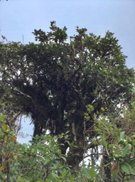 43 Molinaea alternifolia - Tan Georges - SAPINDACEAE - endémique de La Réunion et de Maurice