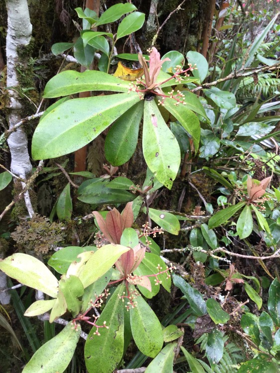 44 Badula barthesia  - Bois de savon  - Primulaceae - B