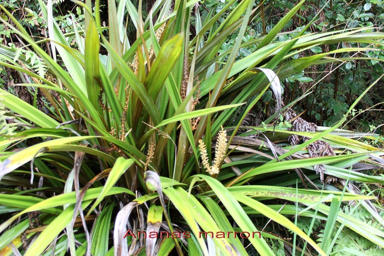 Ananas marron- Astelia hemichrysa- Asteliacée - Masc