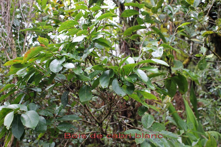 Bois de cabri blanc- Antidesma madagascariense- Phyllanthacée - I