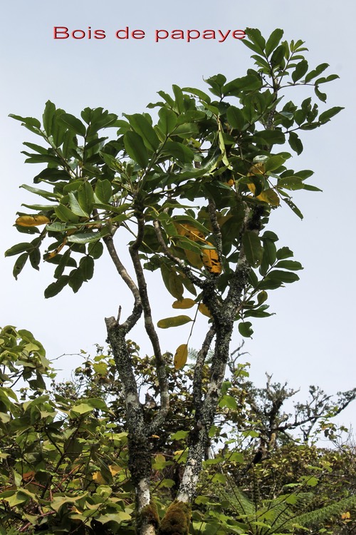 Bois de papaye- Polyscias repanda- Araliacée - B
