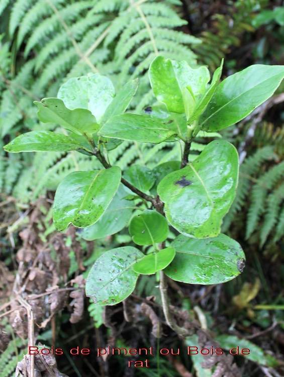 Bois de piment- Geniostoma borbonicum - Loganiacée - Masc