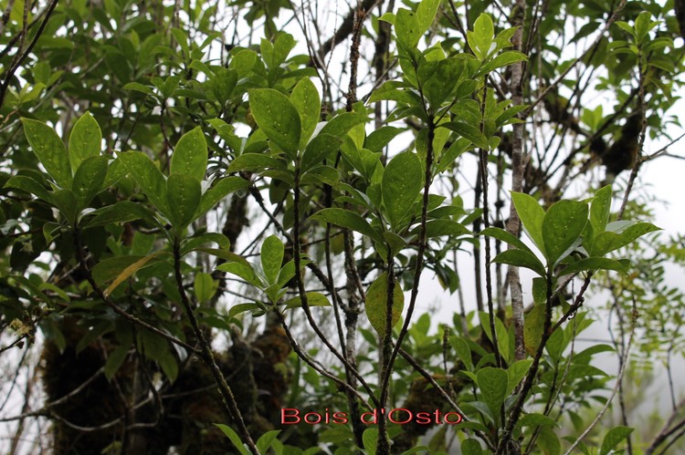 Bois d'Osto - Antirhea borbonica- Rubiacée - Masc