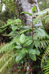 Bois maigre- Nuxia verticillata- Stilbacée - Masc