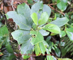 Grand Bois d'oiseau- Claoxylon glandulosum- Euphorbiacée - B