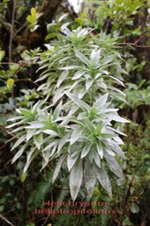 Helichrysum heliotropifolium- Astéracée - B