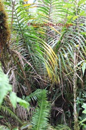 Palmiste rouge- Acanthophoenix rubra- Arécacée- B