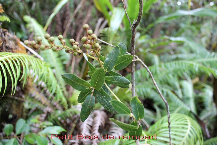 Petit Bois de rempart- Agarista buxifolia- Ericacée - B
