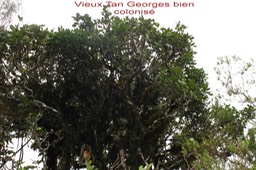 Tan Georges - Molinaea alternifolia- Sapindacée - Masc