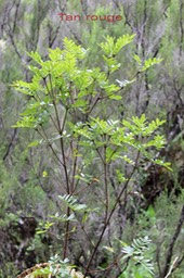 Tan rouge- Weinmannia tinctoria- Cunoniacée - Masc
