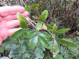10 Pleurostylia pachyphloea - Bois d'olive gros peau - Célastracée - B
