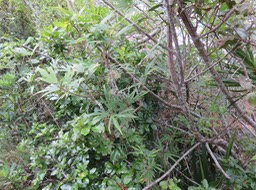 11 Hibiscus boryanus - Foulsapatte marron- Malvacée- B.
