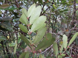 14 Pleurostylia pachyphloea - Bois d'olive gros peau - Célastracée - B