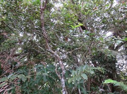 17 Memecylon confusum - Bois de balai  ou bois de cerise marron - Memecylacée - E (Voir à droite au milieu un rameau caractéristique)